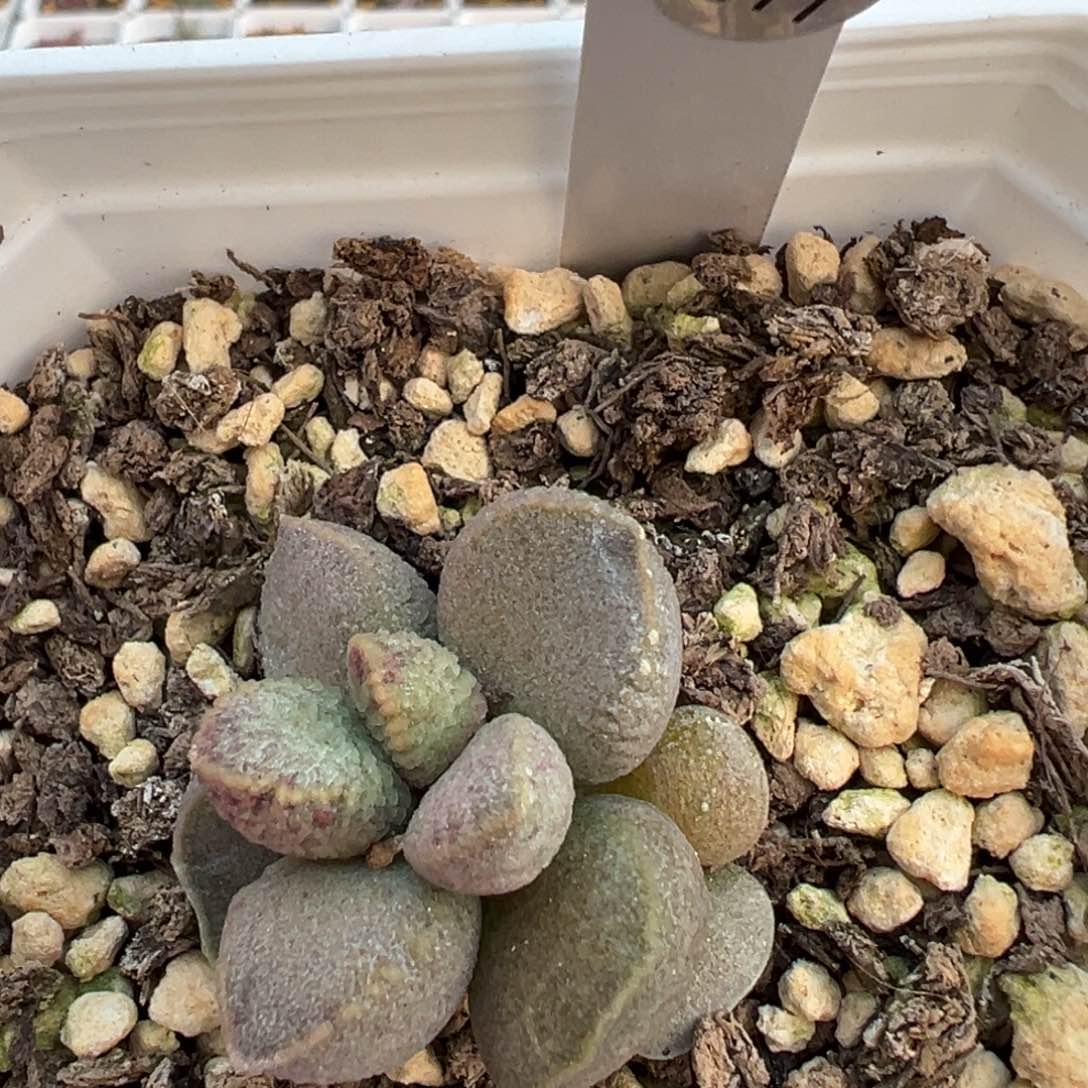 实生新品多肉植物水泡