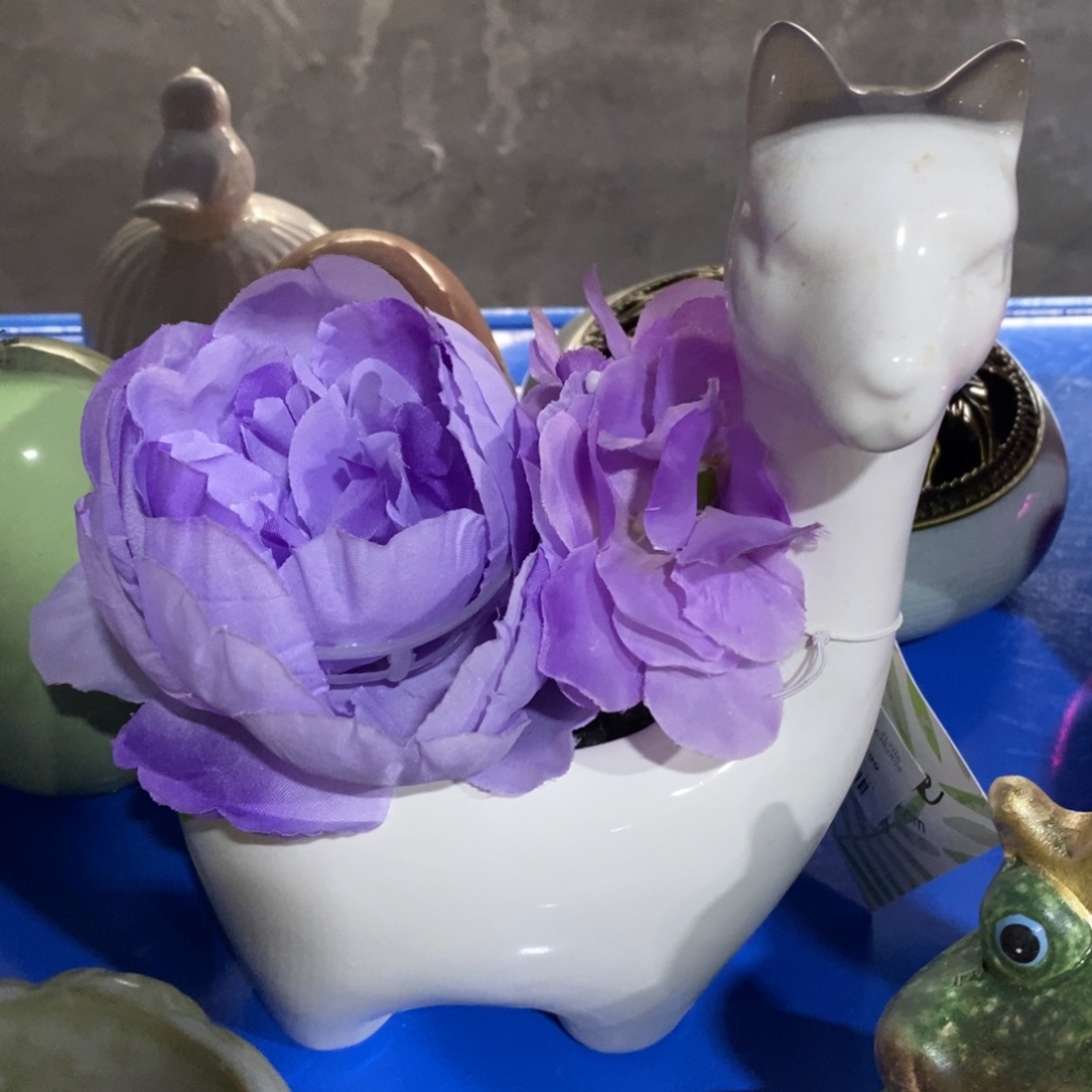 瓷片新店开播，9.9包邮发货