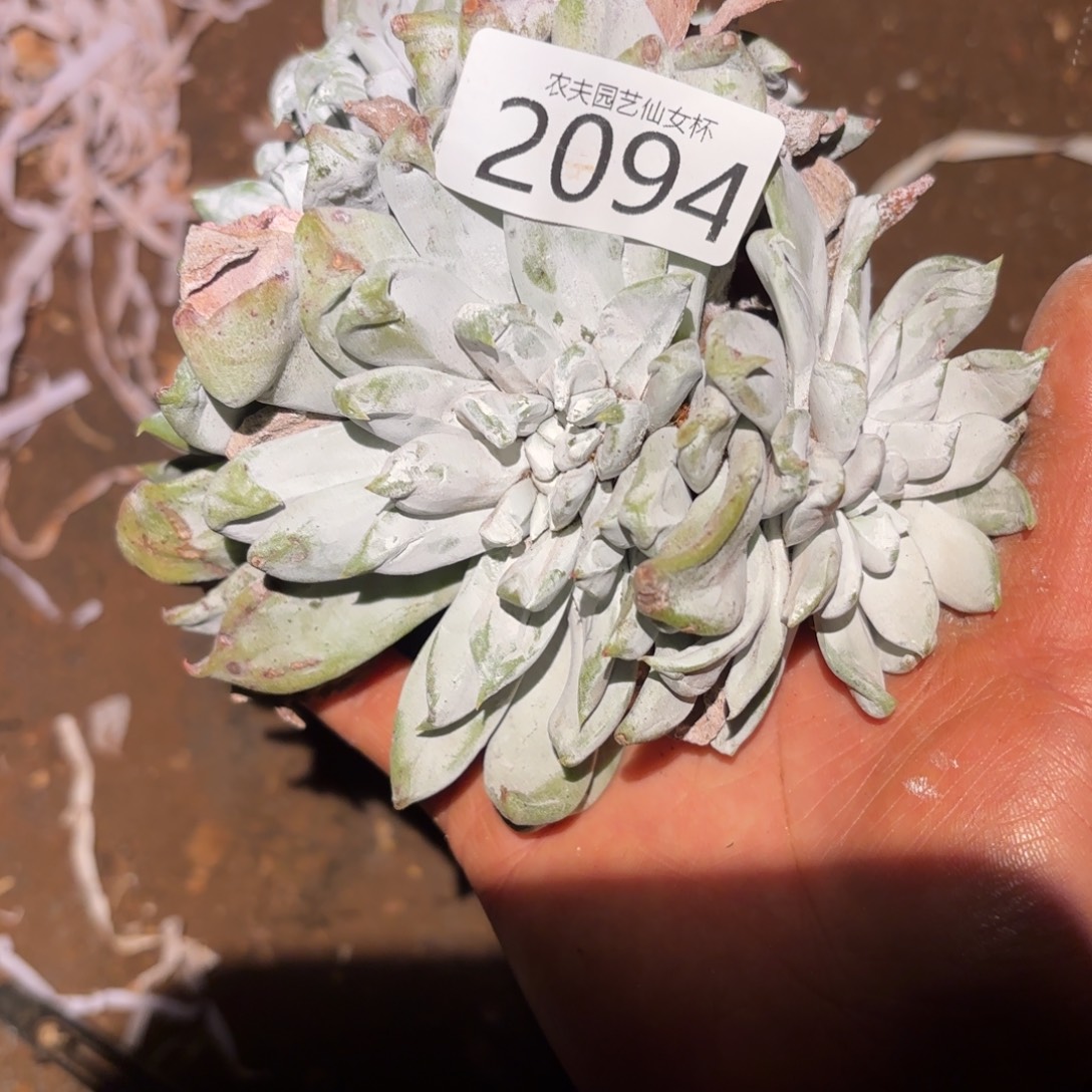 3代杂交仙女杯多肉福利