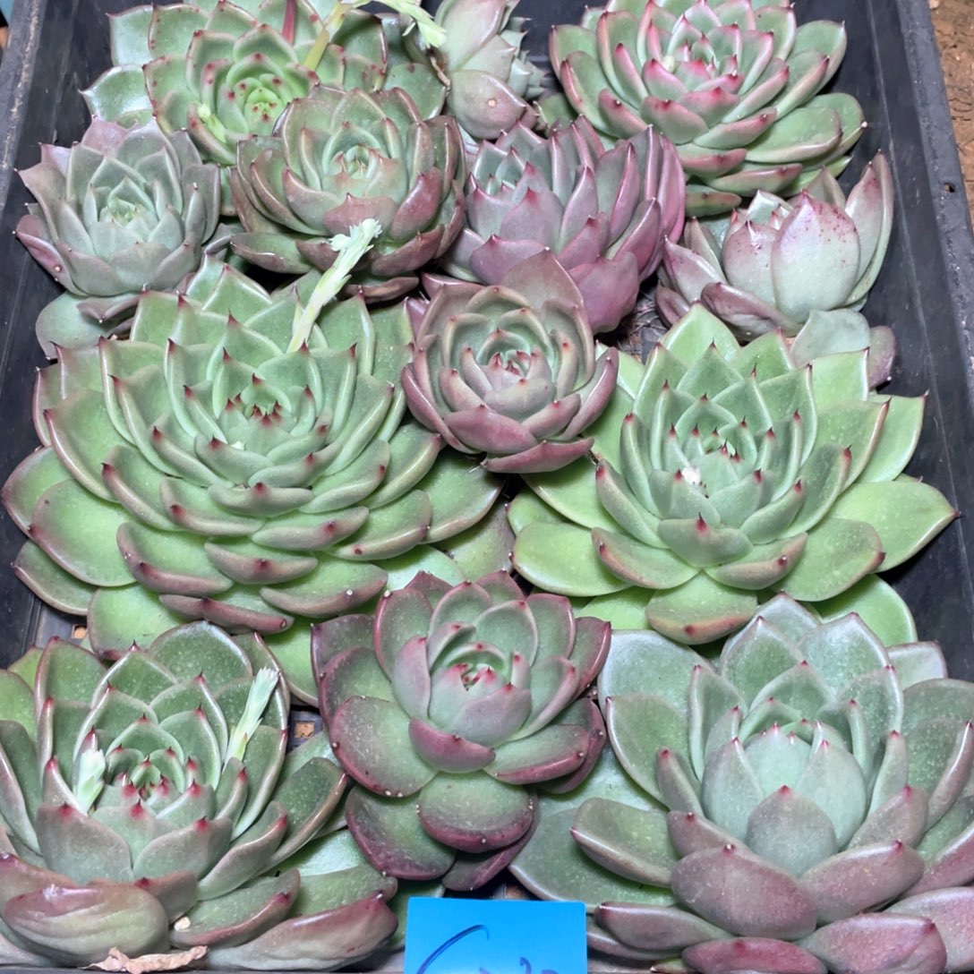 一筐特价福利不售后多肉0232