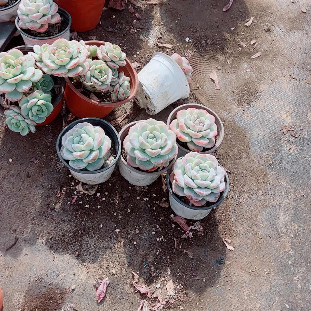 冰玉大单头精品特价三盆