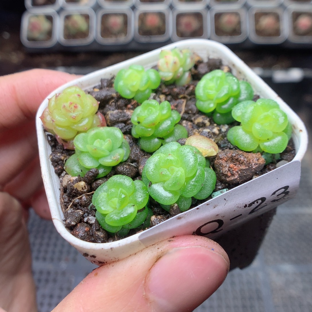 无花朵Q23。yyyyyyyy