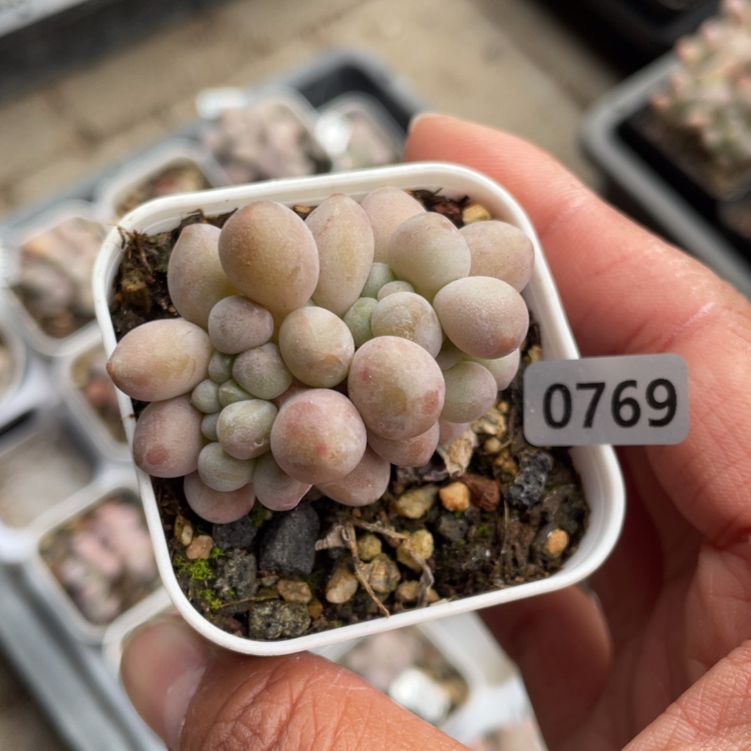 芯***.蔓越莓奶酪多肉植物缀化