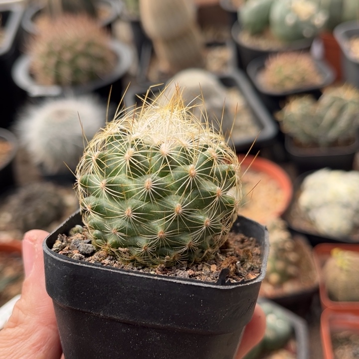 白虎娇丽一物一拍实生