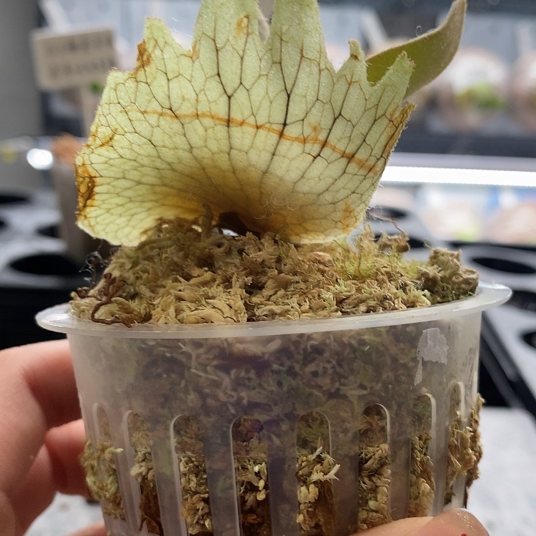 无花朵奥银鹿角蕨