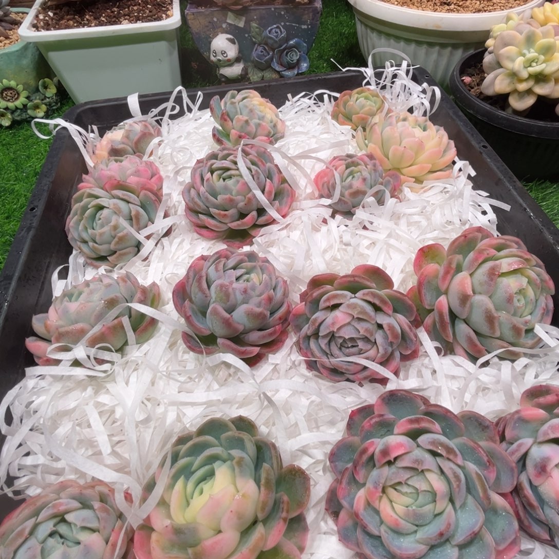 贝瑞锦，一物一拍，框挑一个