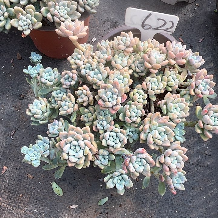 晨语多肉，一物一拍622