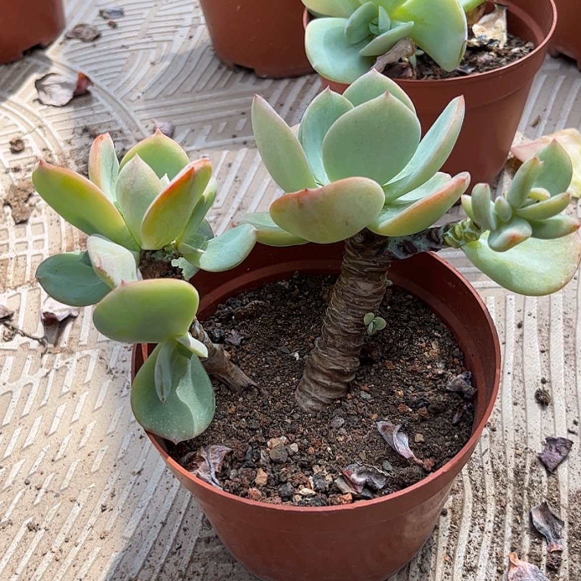 【闪购商品】无花朵不****肉