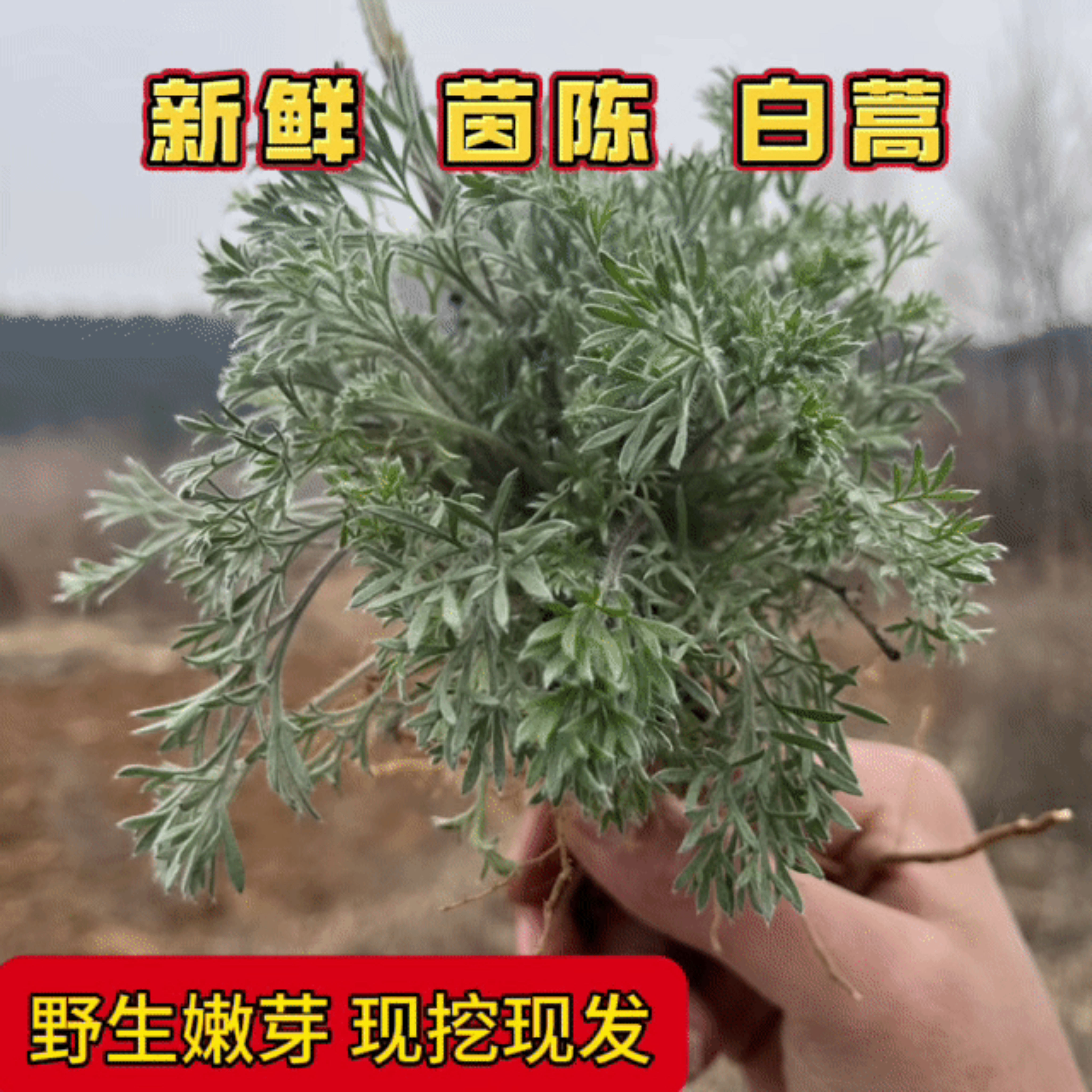 【山上现挖】新鲜茵陈野生白蒿正月二月白蒿湖北春季嫩芽野菜包邮