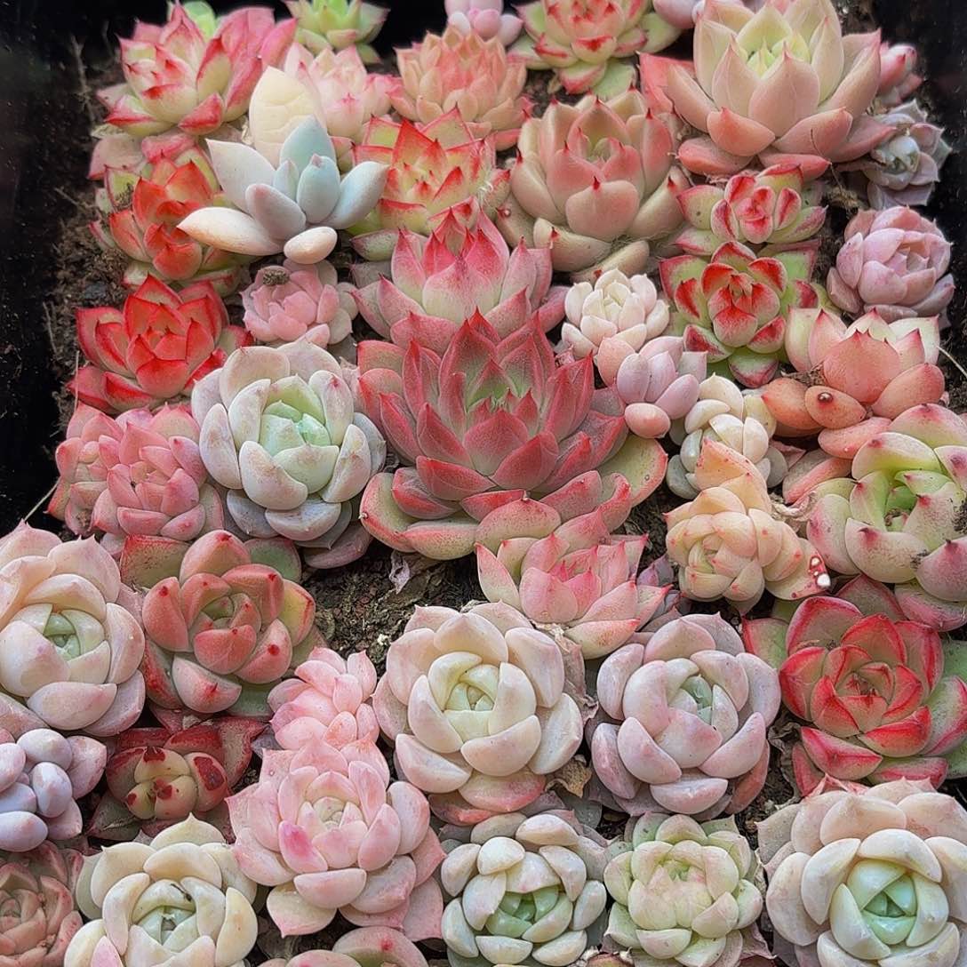 多肉植物多肉植物984