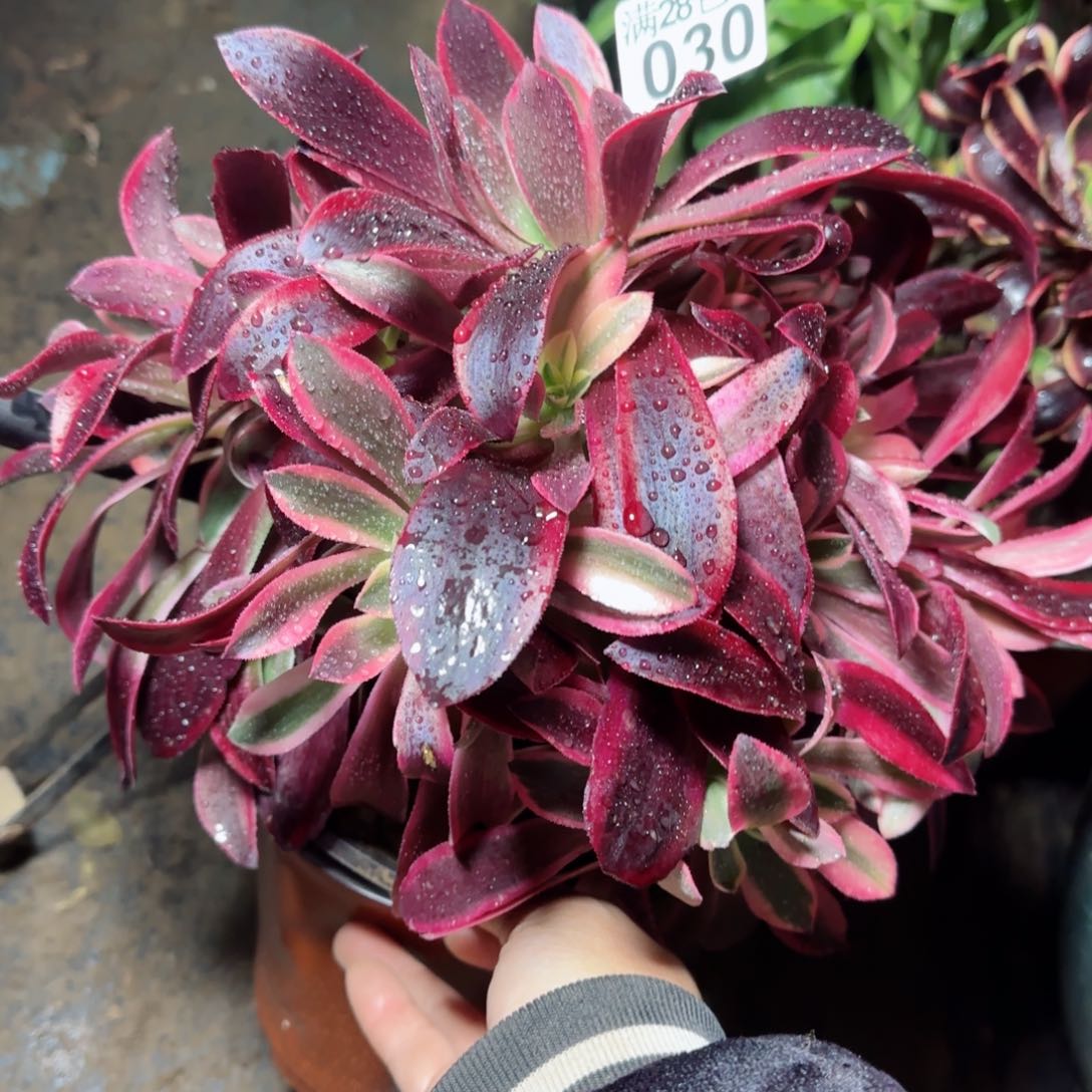 金丝多肉030满28包邮断枝不包