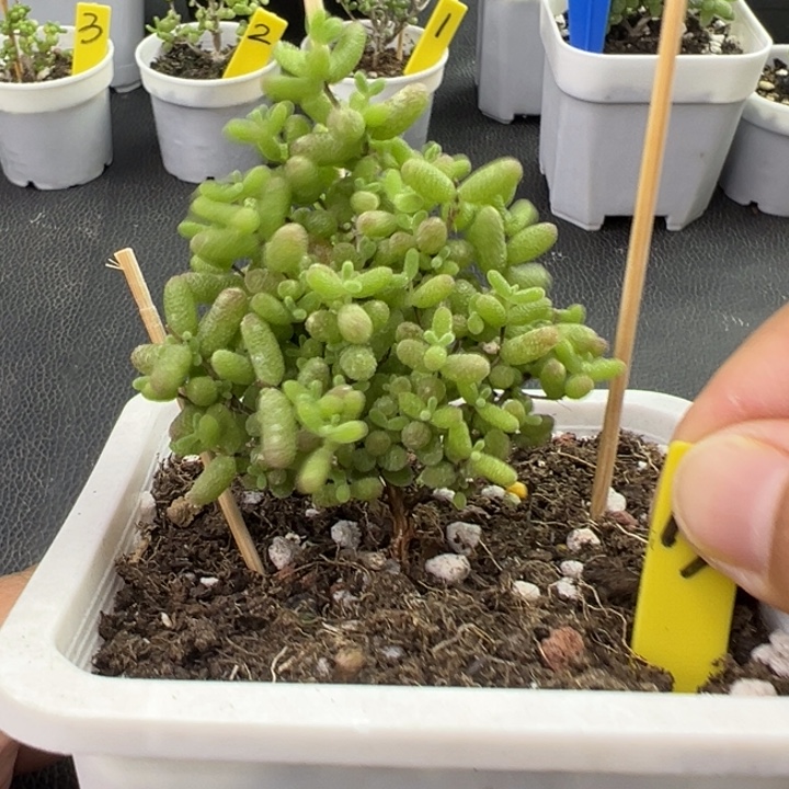 13号蜜橘 一物一拍