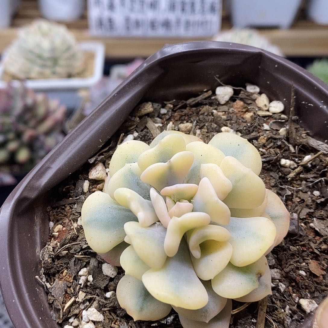 2785 雪精灵覆轮锦