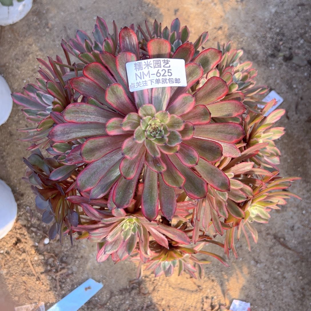 紫霞仙子多肉植物625