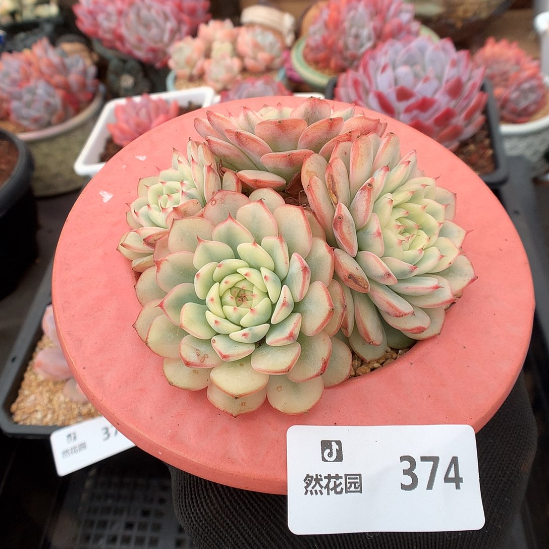 374姬莲锦多肉植物66666