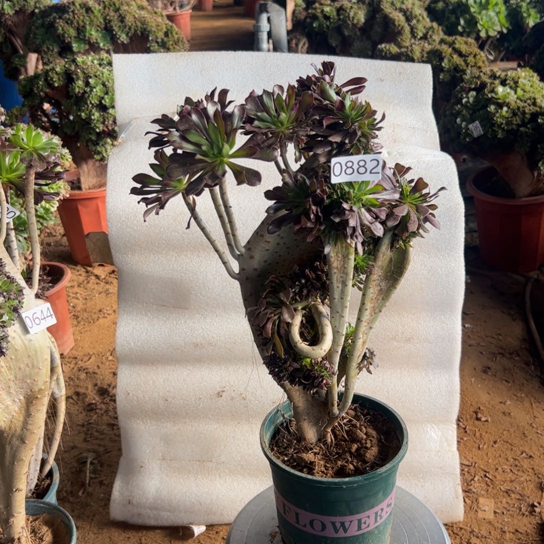 有伤黑缀882高度40厘米