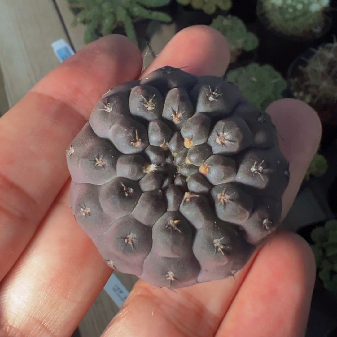 324实生根多肉植物裸根发货