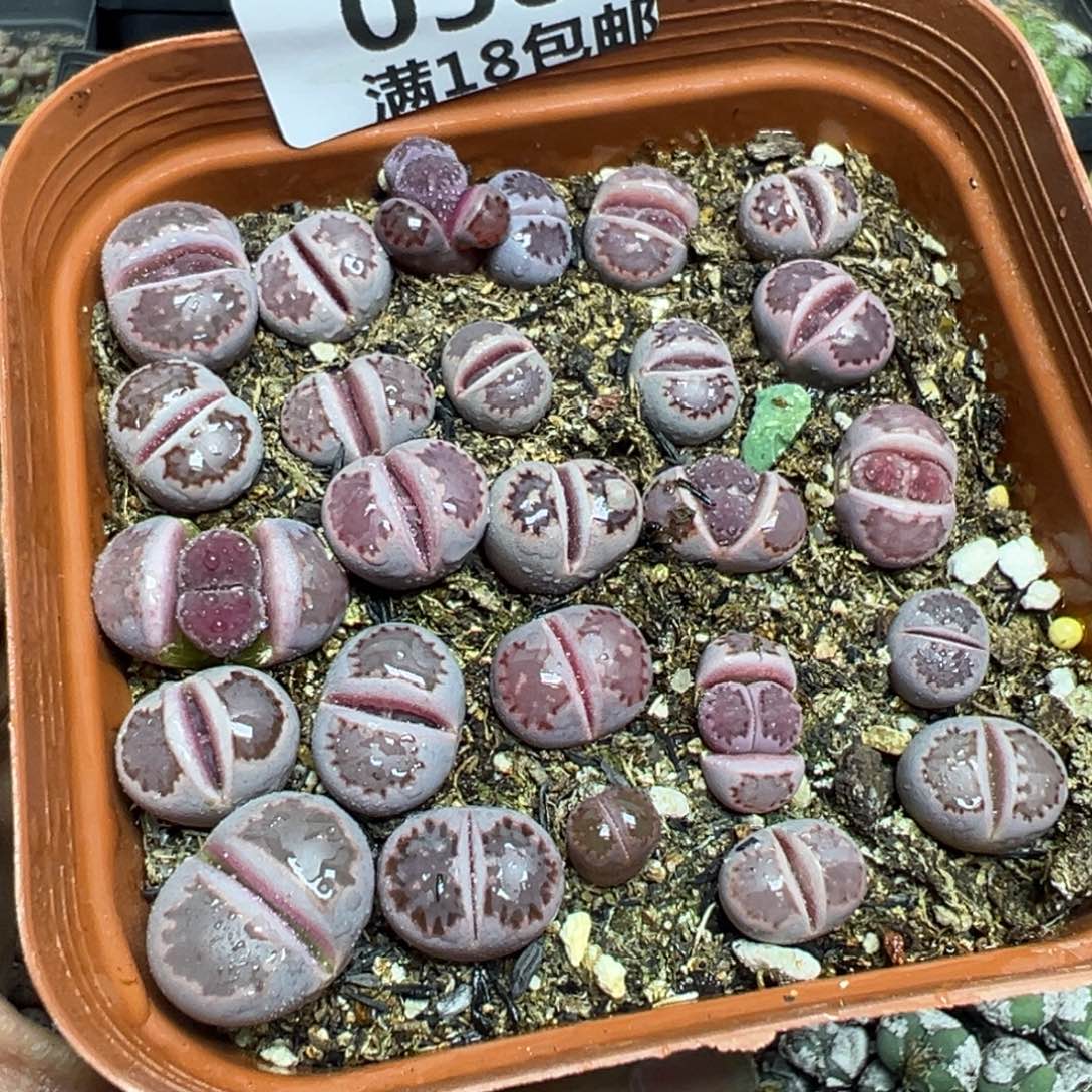 【闪购商品】 038。