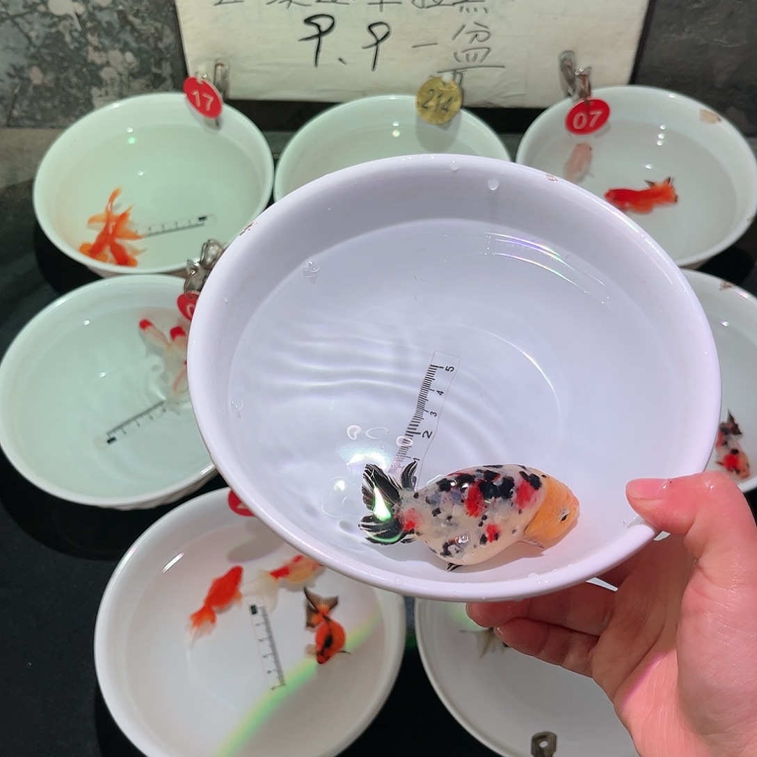 海水鱼2771111111111