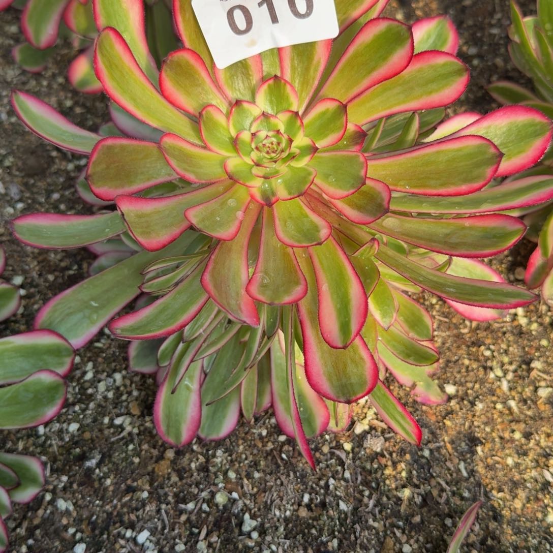 010白月光。多肉植物