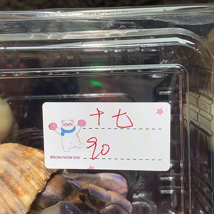 十七专拍奔跑的寄居蟹