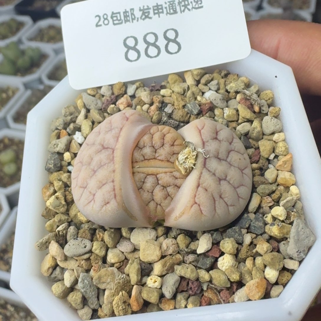 888 荒玉。              