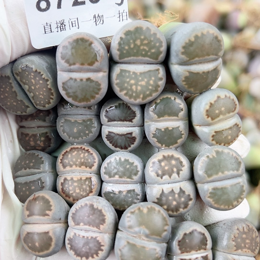 8720 好养易活生石花大母本19个