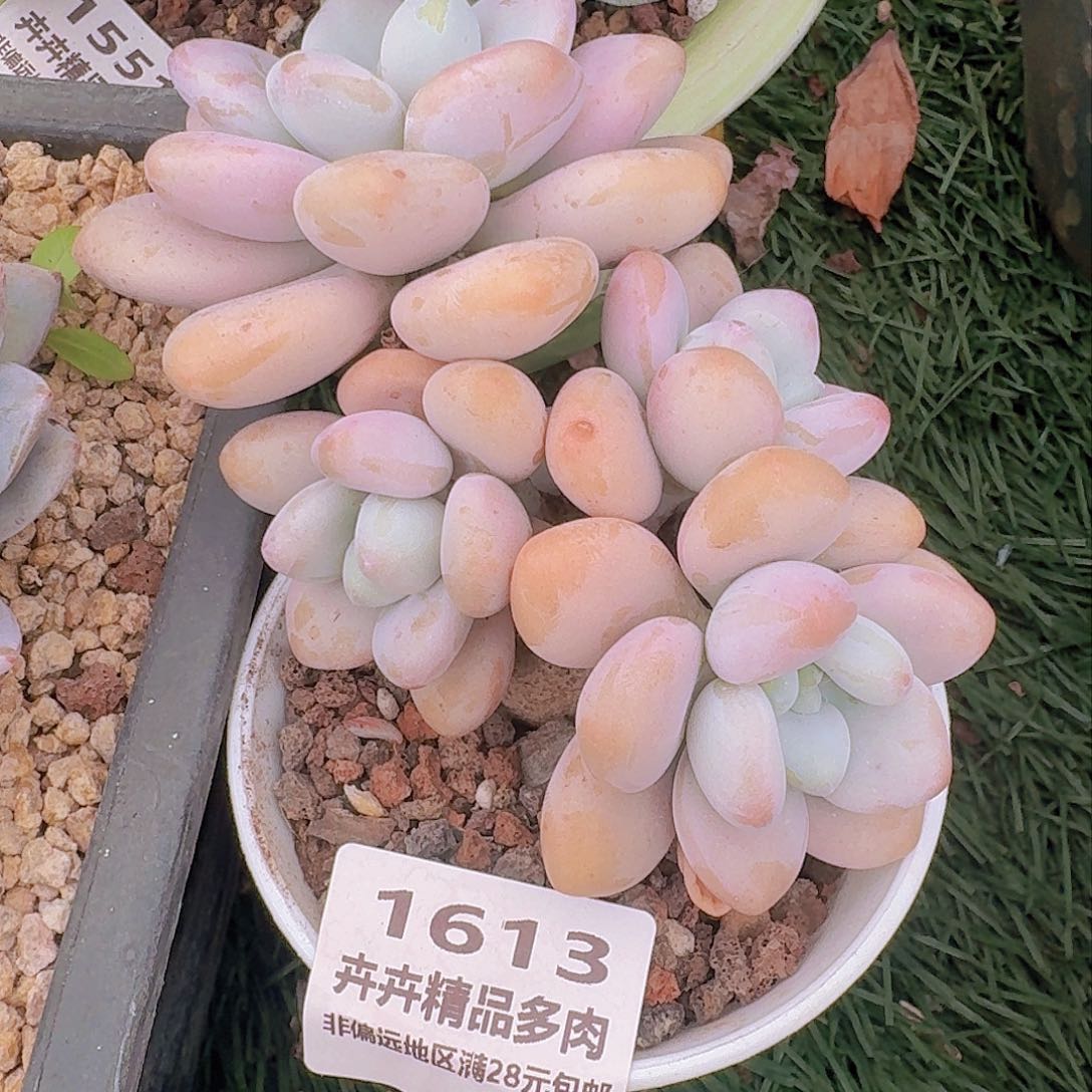 蔓*1613 卉卉精品多肉 非偏远地区满28元包邮