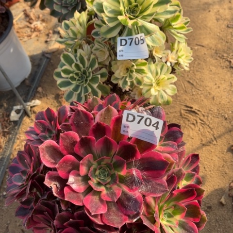 多肉植物妖月白兰地