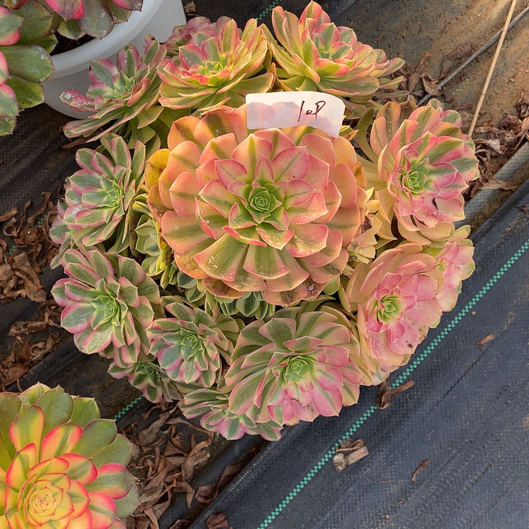 109111111111111111111111