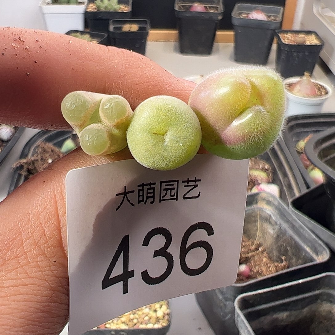 一物一拍。    436