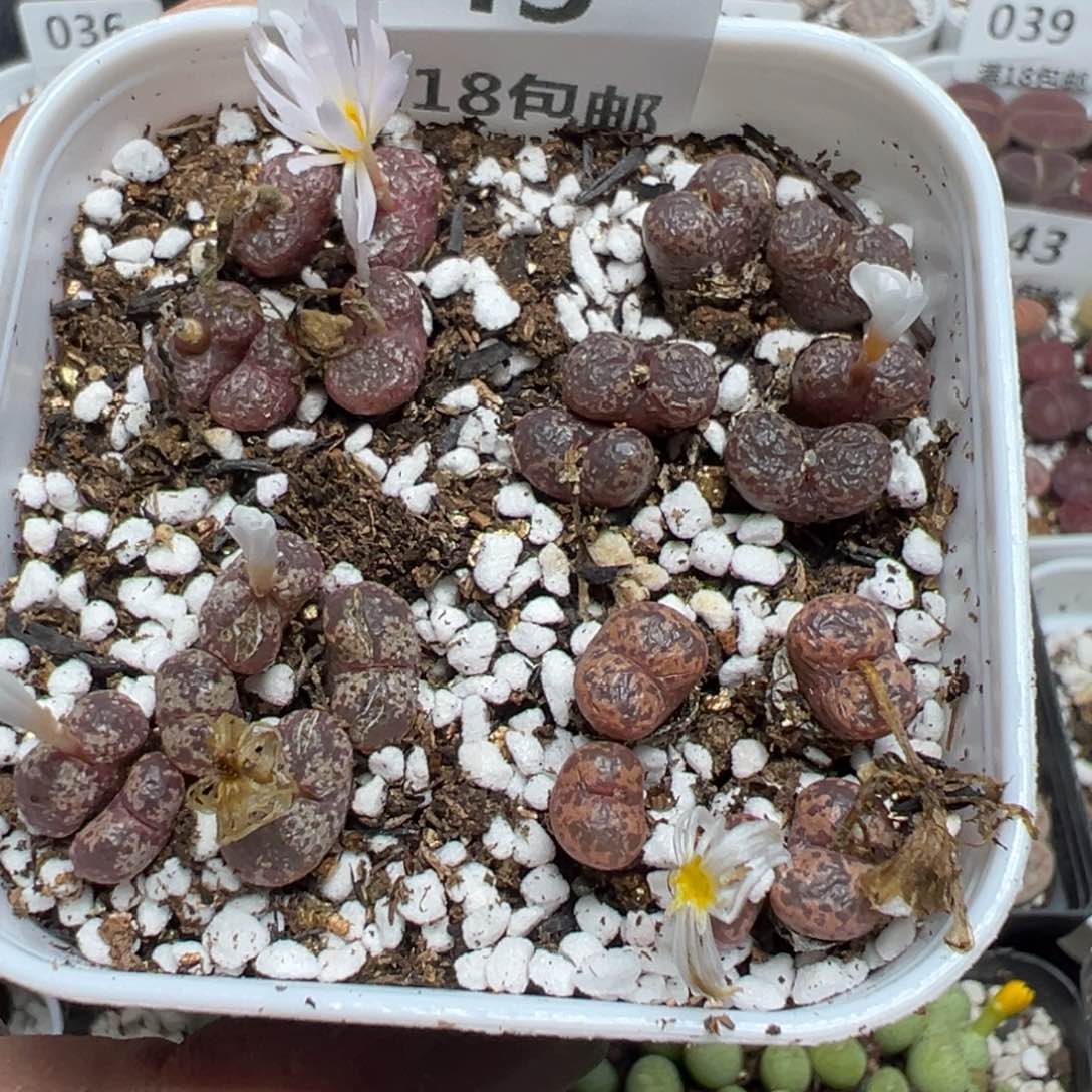 【闪购商品】 045。       