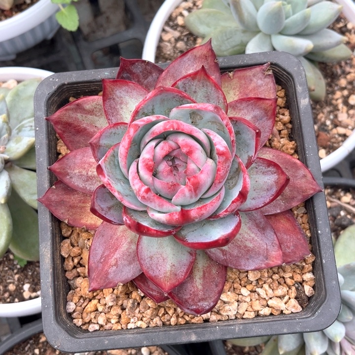 惊哟乀13号码牌子的话题了