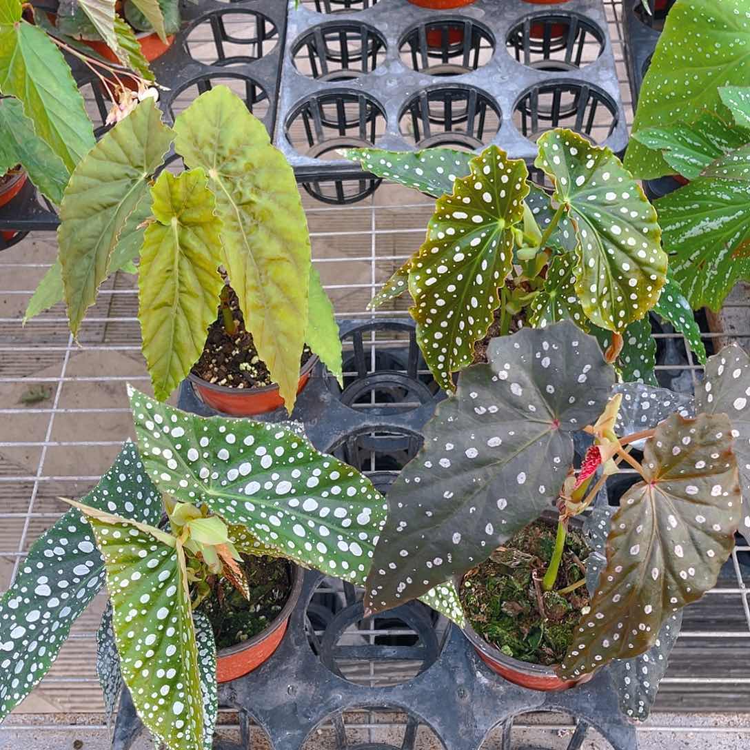 完全开放凌静，粉旗鱼，白冰。沙朗喜悦