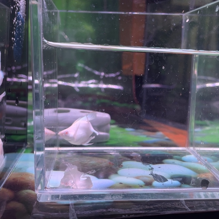 小***️精品玛丽球1条公鱼