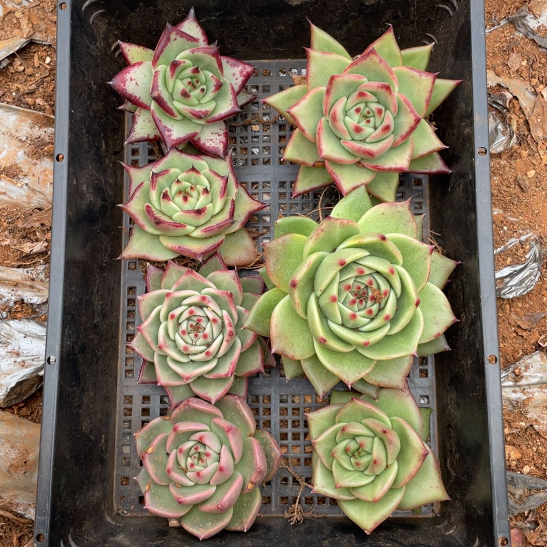 无花朵若如东云组拍E125