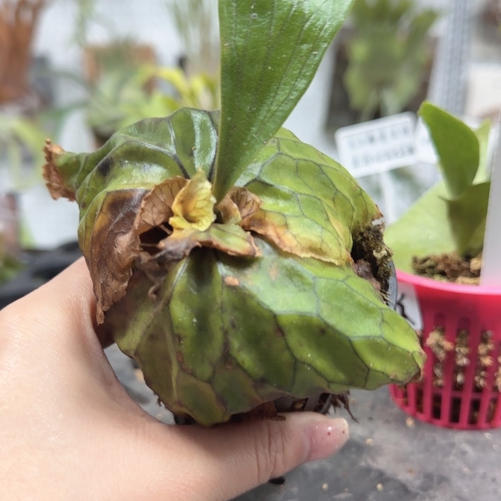 非猴鹿角蕨唷唷唷