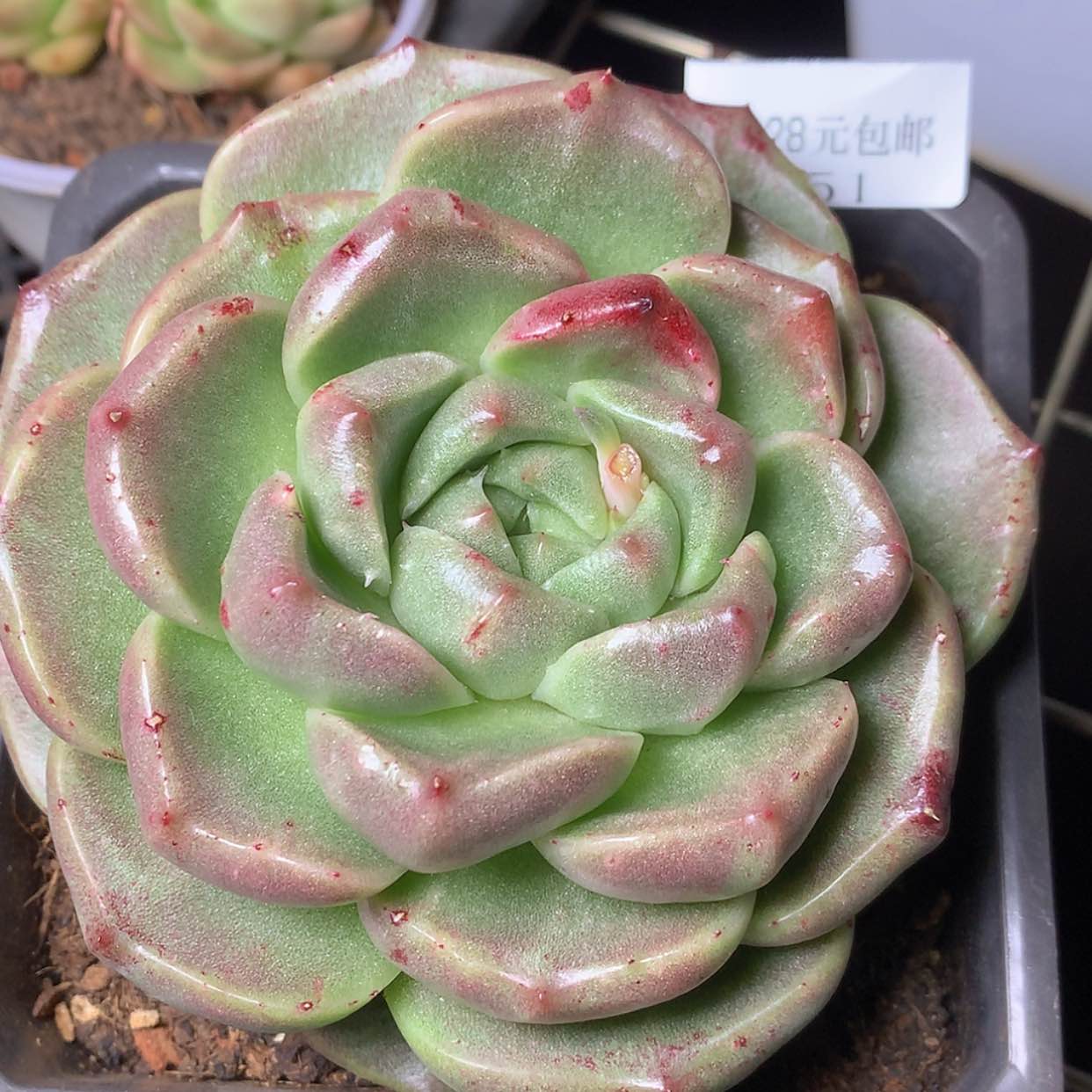 【闪购商品】云951号白玫瑰石化