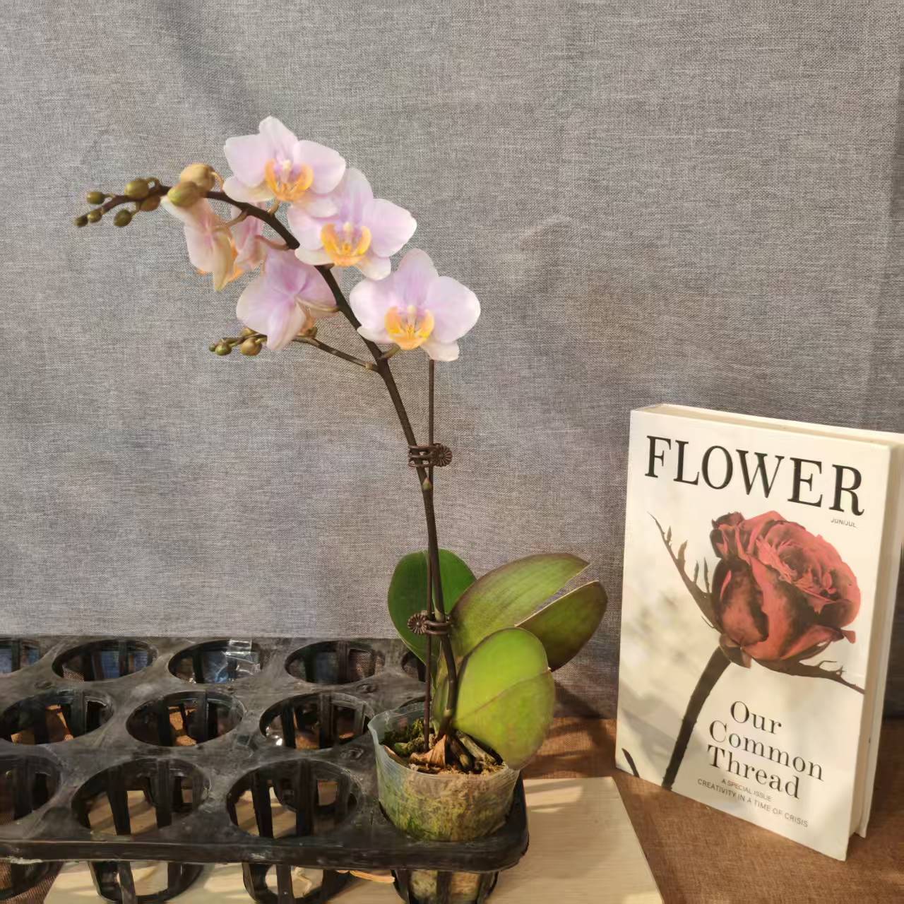 鲜花【图尔坎】蝴蝶兰室内种植观赏送礼带花发货