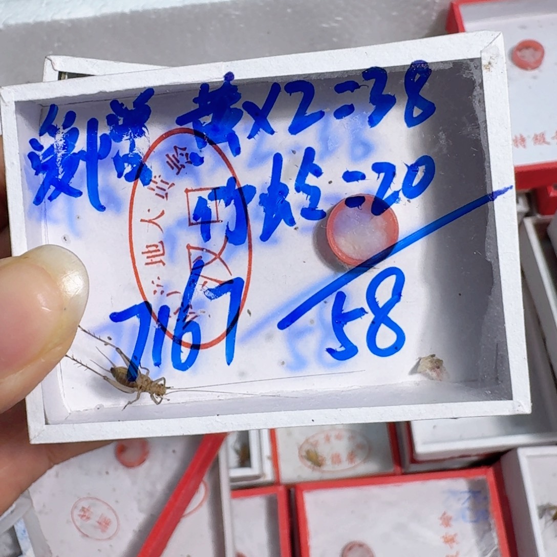 爱***欲蟋蟀蝈蝈我在外面吃饭呢你在哪