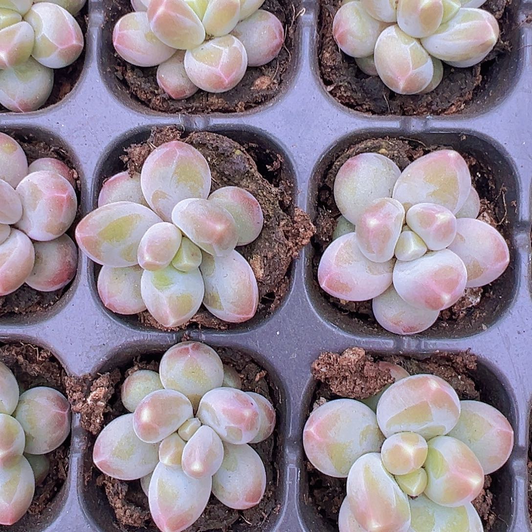 咖啡豆3颗19包邮多肉植物