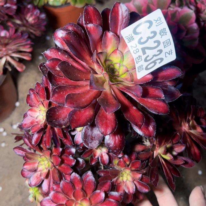 魅力多肉植物法师3236