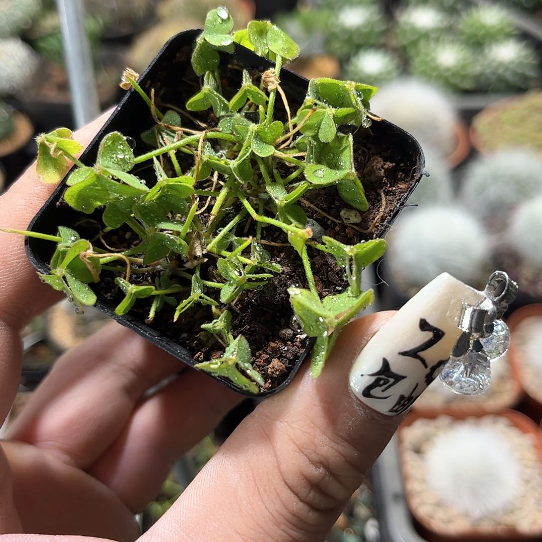 红花幸运草酢浆草单头发货有根