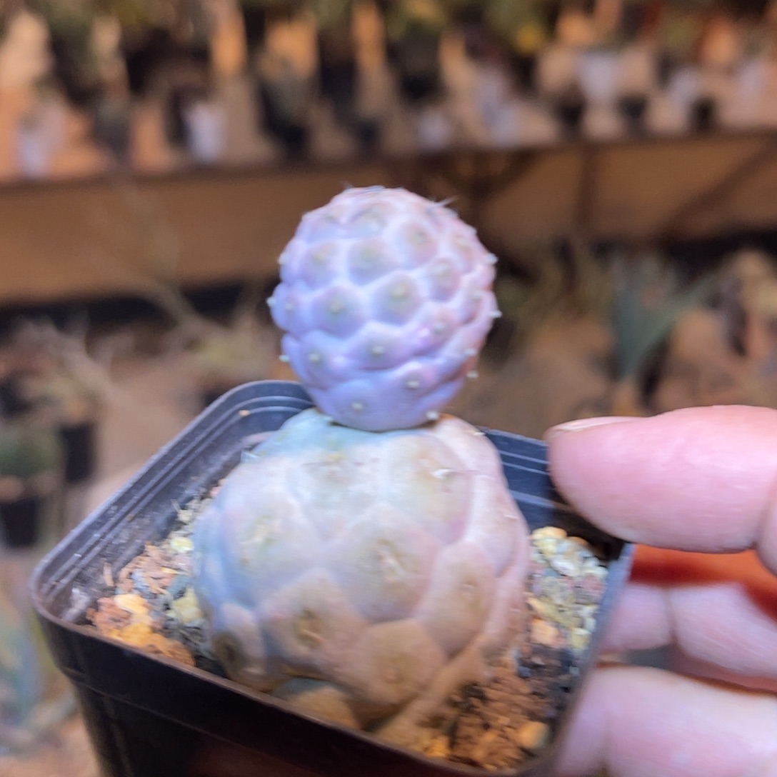 雪人习志野仙人球一物一拍