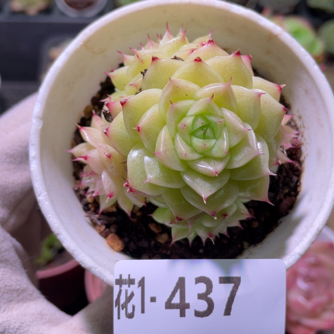 花利美1-437麦秆群