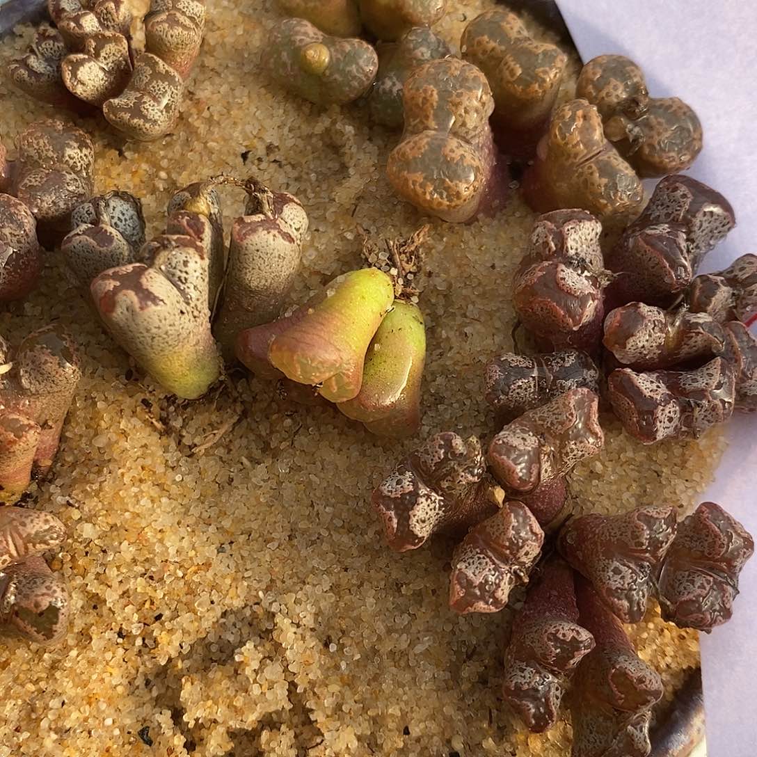 2849勋章组合一组。     