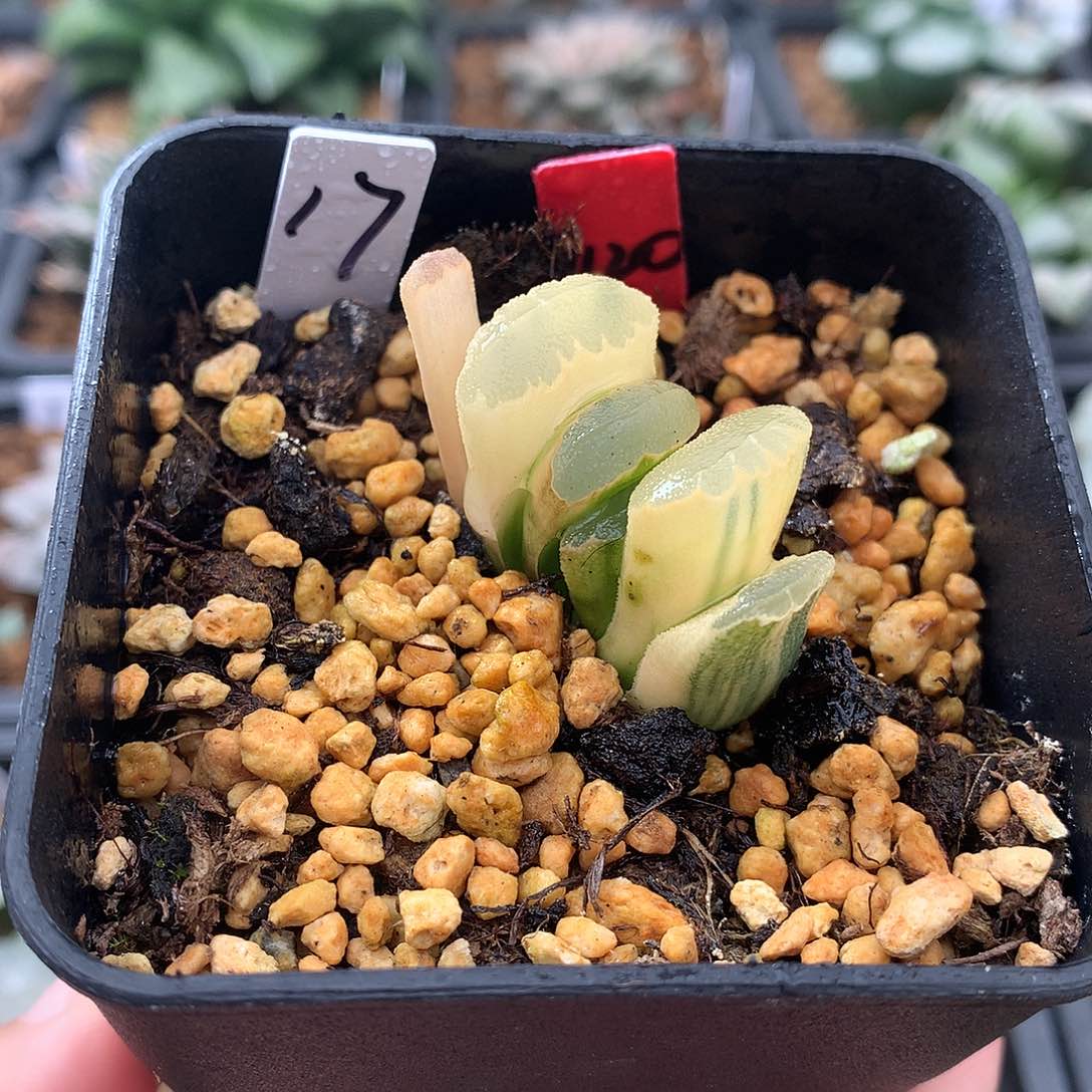玉扇糊斑锦一物一拍