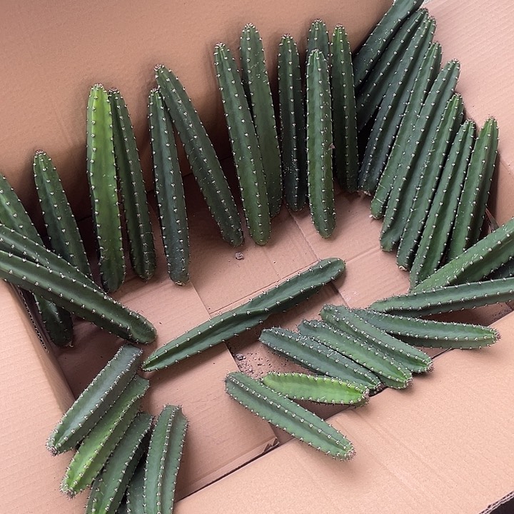 一代秀蒲侧牙20公分以上