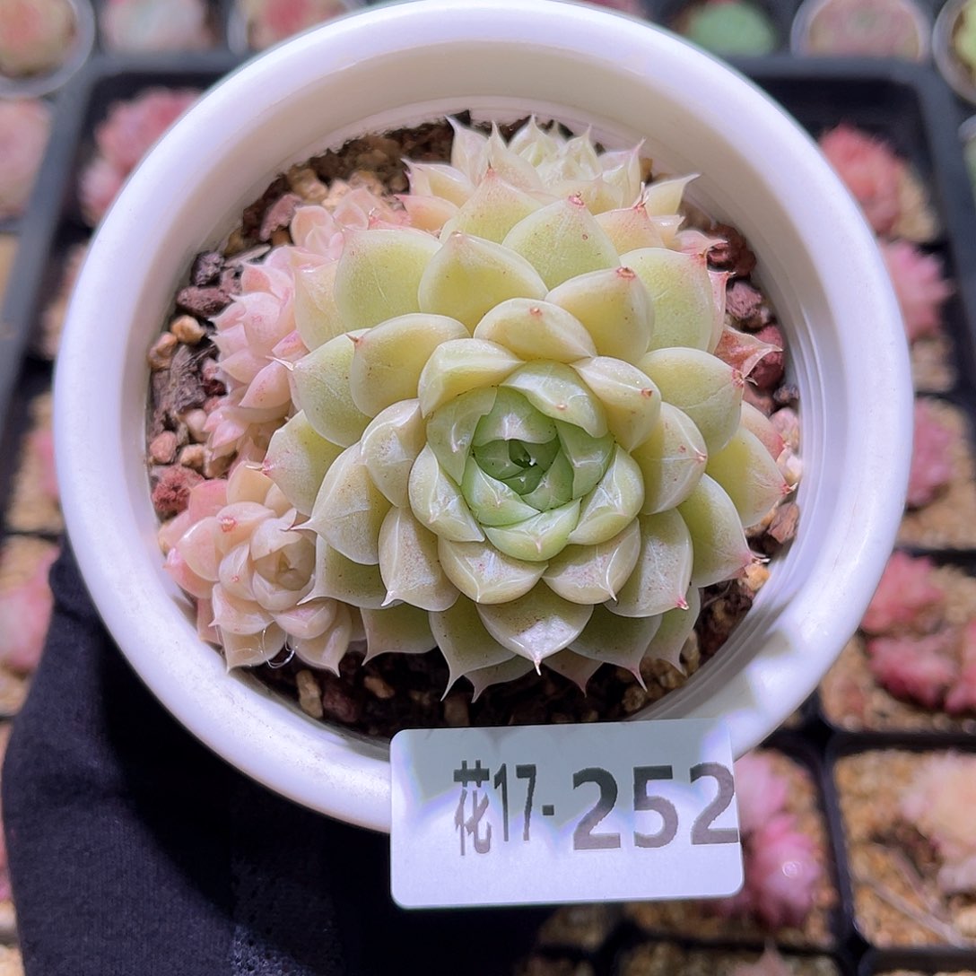 花利美17-252麦秆群