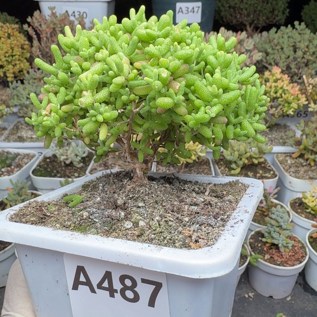 A487蜜橘糖球枝干一物一拍